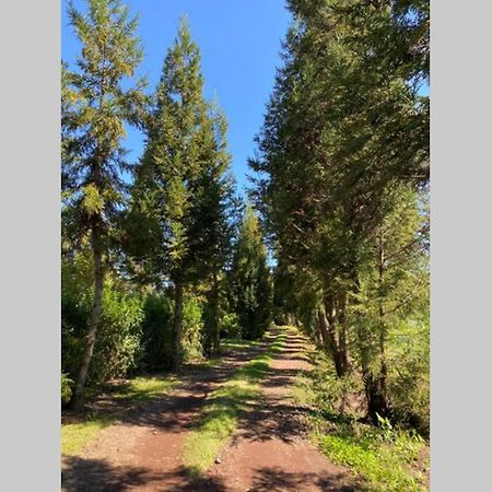 Agreable Chalet Au Milieu Des Sapins La Plaine des Cafres Kültér fotó